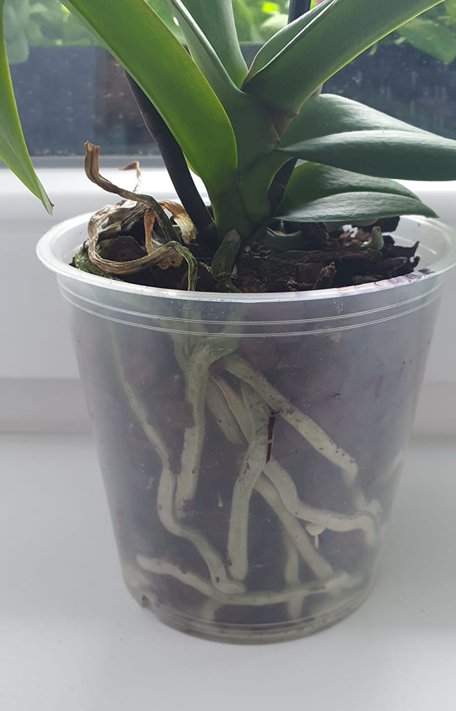 Orchidej 2_cz--cs-CZ